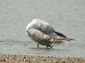 Goéland leucophée Larus michahellis