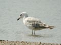 Goéland leucophée Larus michahellis