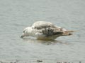 Goéland leucophée Larus michahellis