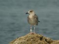 Goéland leucophée Larus michahellis