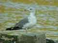 Goéland leucophée Larus michahellis