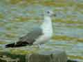 Goéland leucophée Larus michahellis