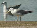 Goéland leucophée Larus michahellis