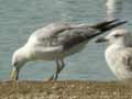 Goéland leucophée Larus michahellis