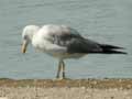 Goéland leucophée Larus michahellis