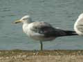 Goéland leucophée Larus michahellis