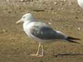 Goéland leucophée Larus michahellis