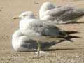 Goéland leucophée Larus michahellis