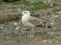 Goéland leucophée Larus michahellis