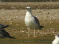 Goéland leucophée Larus michahellis