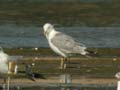 Goéland leucophée Larus michahellis