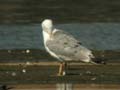 Goéland leucophée Larus michahellis