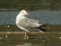 Goéland leucophée Larus michahellis