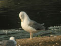 Goéland leucophée Larus michahellis