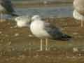 Goéland leucophée Larus michahellis