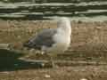 Goéland leucophée Larus michahellis