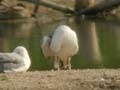 Goéland leucophée Larus michahellis