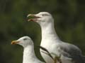 Goéland leucophée Larus michahellis