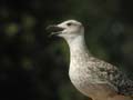 Goéland leucophée Larus michahellis