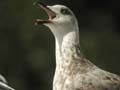 Goéland leucophée Larus michahellis