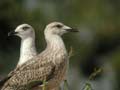 Goéland leucophée Larus michahellis