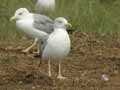 Goéland leucophée Larus michahellis