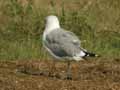 Goéland leucophée Larus michahellis