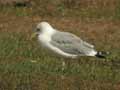 Goéland leucophée Larus michahellis