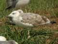 Goéland leucophée Larus michahellis