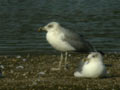 Goéland leucophée Larus michahellis