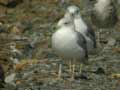 Goéland leucophée Larus michahellis