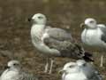 Goéland leucophée Larus michahellis