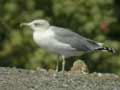 Goéland leucophée Larus michahellis