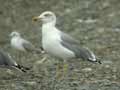 Goéland leucophée Larus michahellis