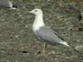 Goéland leucophée Larus michahellis