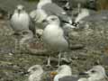 Goéland leucophée Larus michahellis