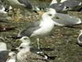 Goéland leucophée Larus michahellis