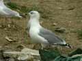 Goéland leucophée Larus michahellis