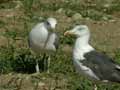 Goéland leucophée Larus michahellis