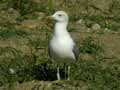 Goéland leucophée Larus michahellis