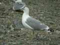 Goéland leucophée Larus michahellis