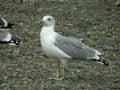 Goéland leucophée Larus michahellis