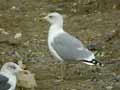 Goéland leucophée Larus michahellis