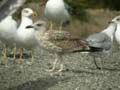 Goéland leucophée Larus michahellis