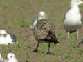 Goéland leucophée Larus michahellis