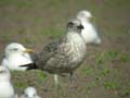 Goéland leucophée Larus michahellis