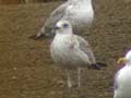 Goéland leucophée Larus michahellis