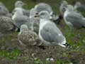 Goéland leucophée Larus michahellis