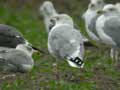 Goéland leucophée Larus michahellis