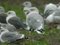 Goéland leucophée Larus michahellis